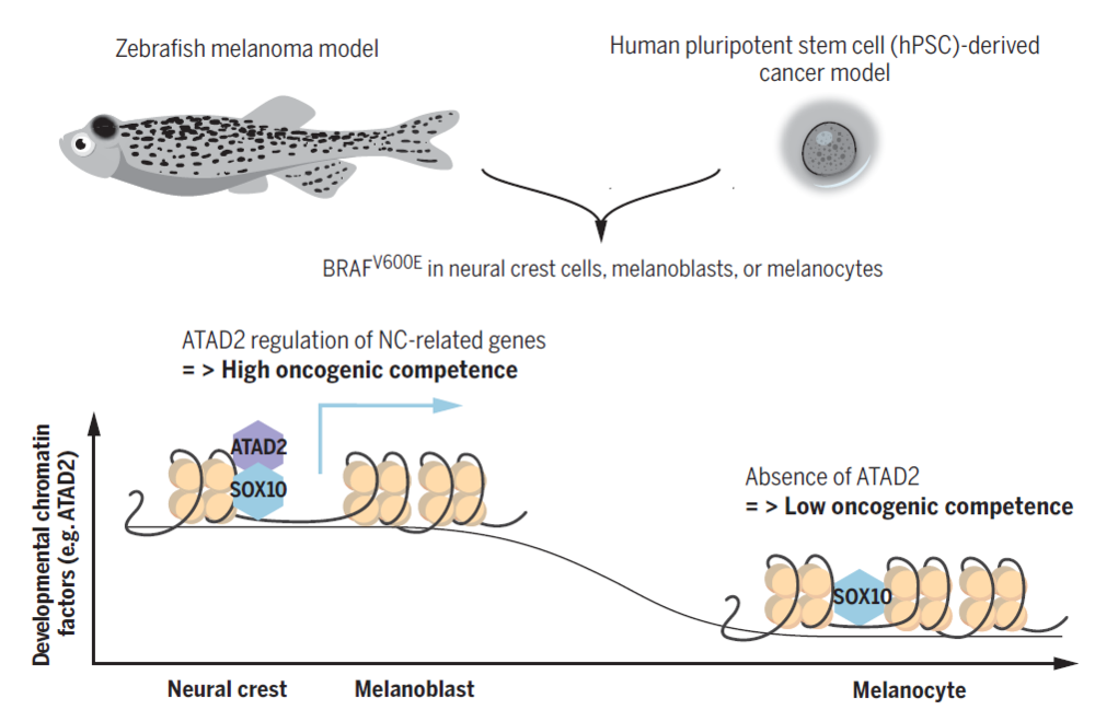 图 | ATAD2在细胞癌变过程中的作用（来源：Science）