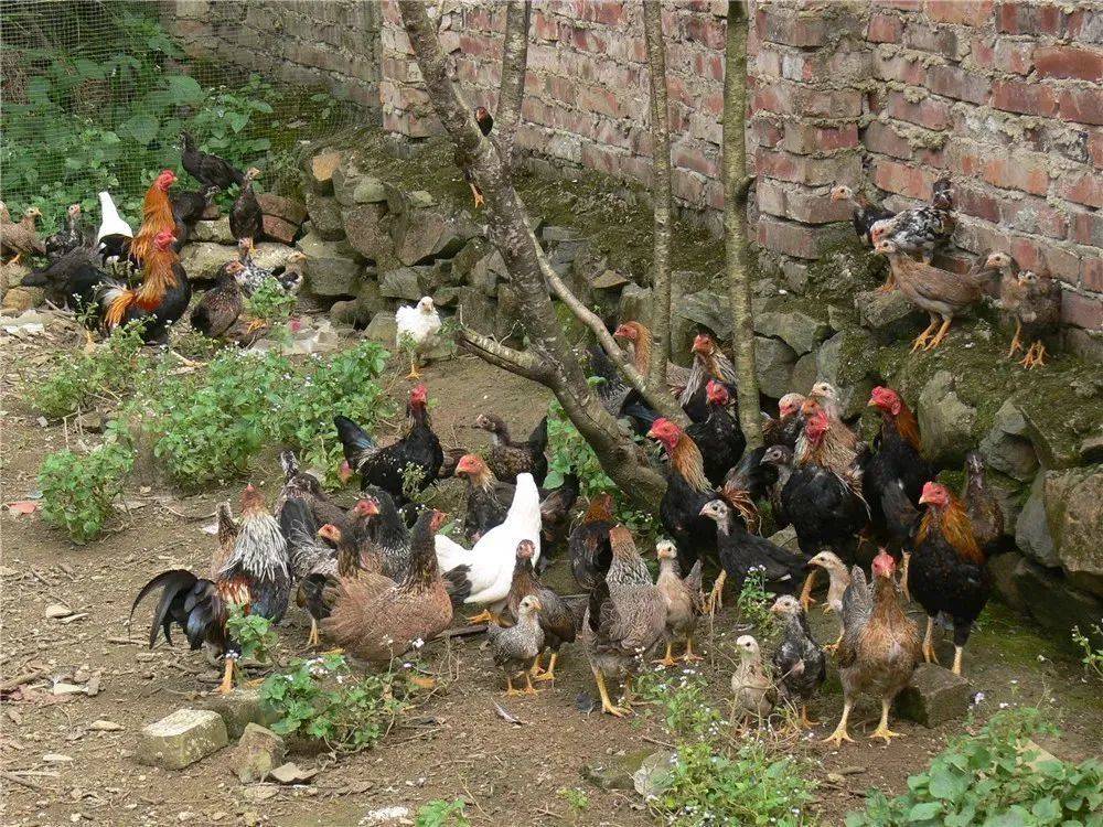 云南地方家鸡品种 | 红河日报<br>