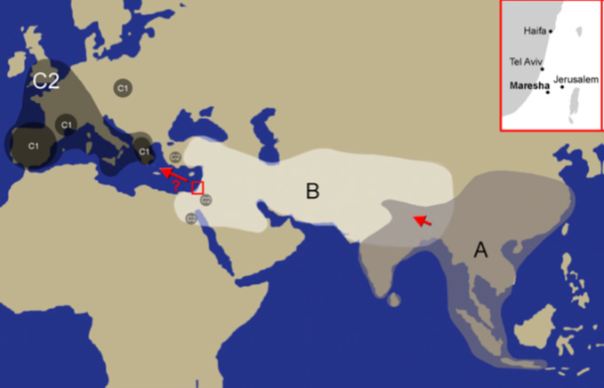 家鸡从东南亚向西迁徙至欧洲的可能路线图：A为家鸡主要驯化中心，B为西亚地区，C为欧洲 | 参考文献[9]<br>