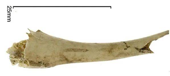 在智利发现的具有波利尼西亚特征的鸡骨之一 | Archeaology.org<br>