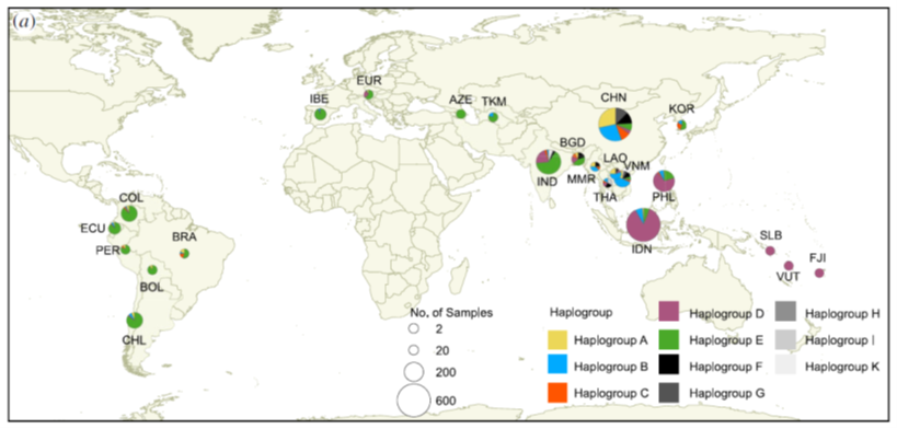 南美家鸡与欧洲家鸡共享相同的单倍群祖先（绿色） | 参考文献[17]<br>