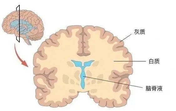 图2. 对哺乳类动物来说，大脑主要由灰质、白质和脑室（内部有脑脊液）构成。灰质是神经元密集的结构，由大量神经元胞体及其树突聚集在一起形成。白质主要是由神经元轴突延展、集合形成的神经纤维，起到传递神经兴奋等作用。大脑中灰质结构有新皮层。<br label=图片备注 class=text-img-note>