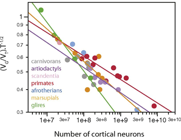 图5. 神经元数量与皮层指标之间存在幂律关系<br label=图片备注 class=text-img-note>