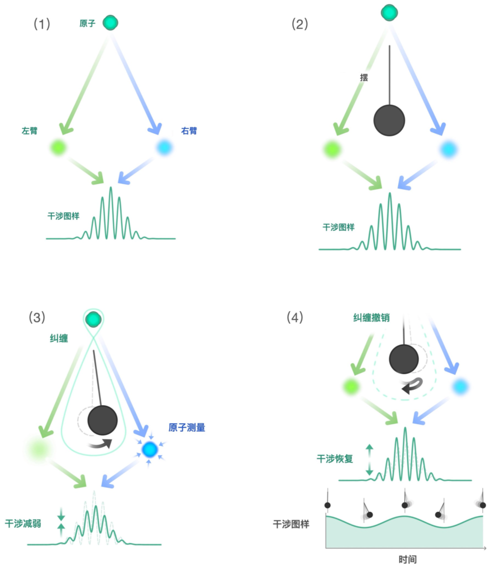 （1）在原子干涉仪中，原子的波函数被分成左臂和右臂，然后左臂和右臂的波会重新结合，产生干涉图样；（2）在实验开始之初，原子的波函数是不受摆的影响的，这意味着原子的两臂完全相互干涉；（3）如果引力确实导致了原子和摆之间的纠缠，那么摆就会部分地测量原子的位置，将它集中在两个臂中的其中一个上；（4）在每经过半个振荡周期后，摆就会回到它的起始点，失去它所创造的引力纠缠的所有记忆，恢复干涉图样。| 图片来源：S. Kelley/NIST<br>