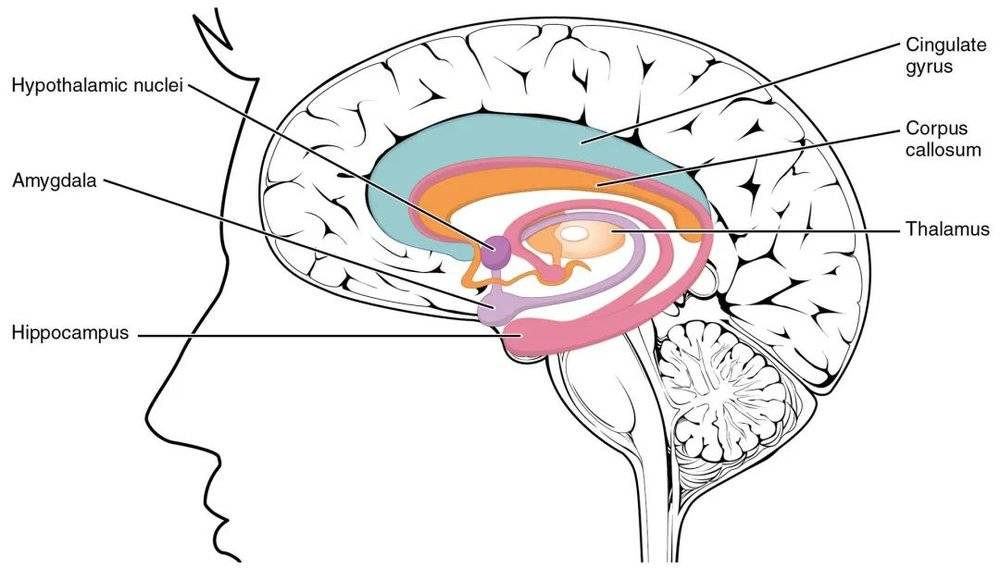 海马体（用粉色标记）在人脑中的位置。<br>