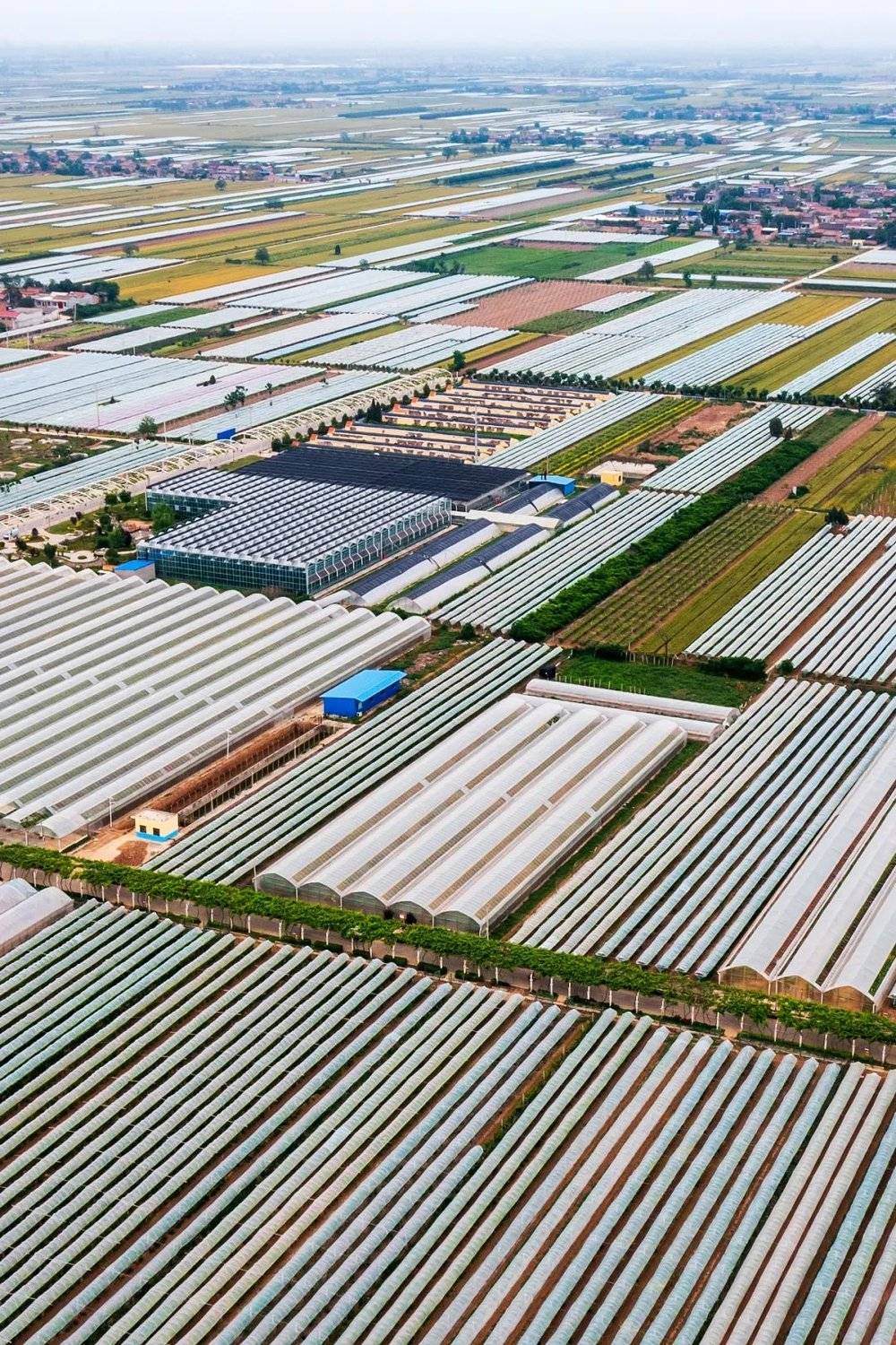 ▲ 占地20万亩的渭南市葡萄产业现代园区，是葡萄的重要产地。 摄影/李平安