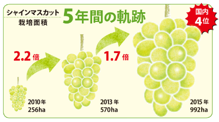 2010年-2015年 阳光玫瑰的种植面积增加了4倍<br>