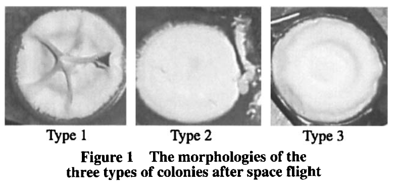 太空飞行后的不同形态的链霉菌 | 图源：Liang J, et al. 2007.<br label=图片备注 class=text-img-note>