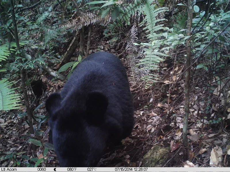 红外相机拍摄到黑熊的身影。广东省科学院动物研究所邹发生科研团队摄<br label=图片备注 class=text-img-note>