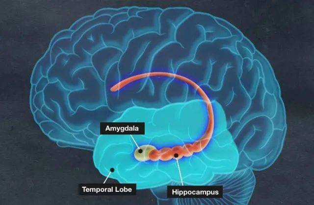 Amygdala：杏仁核；Temporal Lobe：前额叶皮层；Hippocampus：海马体