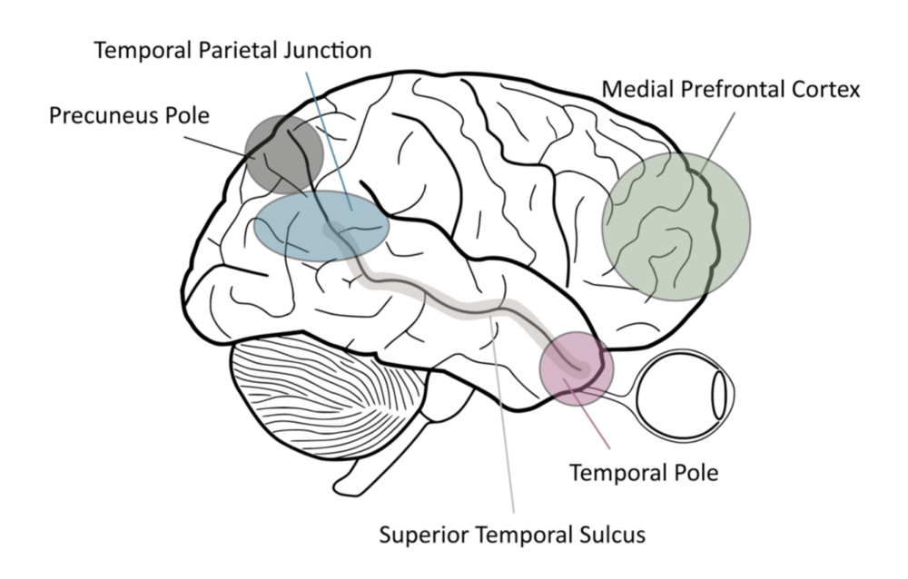 图1 与社会认知相关的脑区：其中包括dmPFC，颞顶联合区（temporal-parietal junction，TPJ），与颞上沟（superior temporal sulcus）与推测他人的内心状态最为相关。