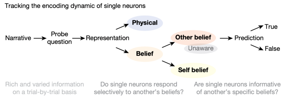 图3 研究范式与研究问题：上述四个研究问题也可以分为两大类：1）单神经元能否选择性地对他人的信念作出反应，其中包括单神经元能否区分信念及非信念，以及自我与他人的信念；2）单神经元能否表征他人信念的具体内容，其中包括这些信念准确与否，以及它们涉及的物品的种类以及位置信息。
