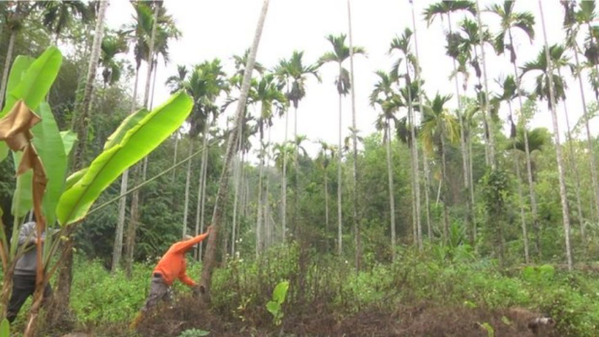 中国台湾地区通过提供补贴，以换取砍伐槟榔树，来达到减少槟榔种植的目标