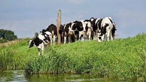在新西兰这样畜牧业发达的国家，奶牛的“一日三餐”都是新鲜牧草。/pexels<br>