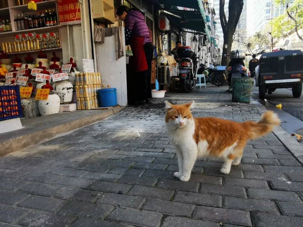 顺昌路上不少小店都养猫，猫咪们都叫一个名字——咪咪  李欣欣摄于2020年12月