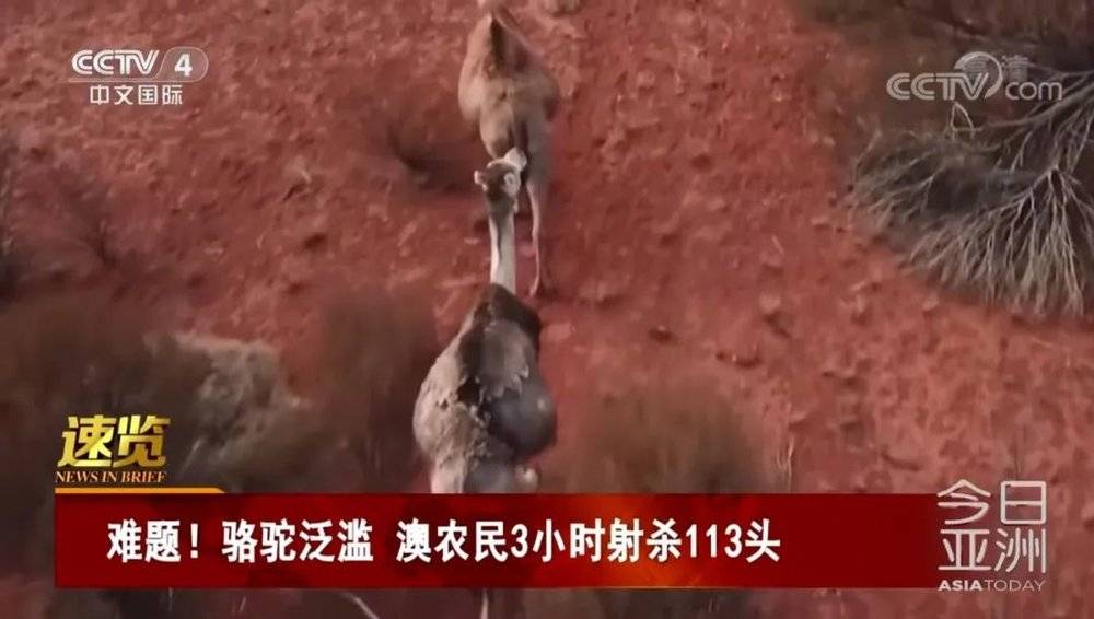 澳大利亚骆驼泛滥成为难题 来源：CCTV4