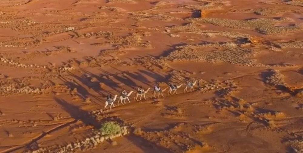 澳大利亚骆驼。来源：微博@澳大利亚旅游局