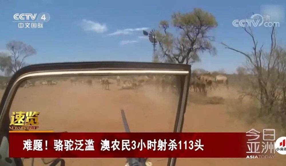 射杀骆驼 来源：CCTV4