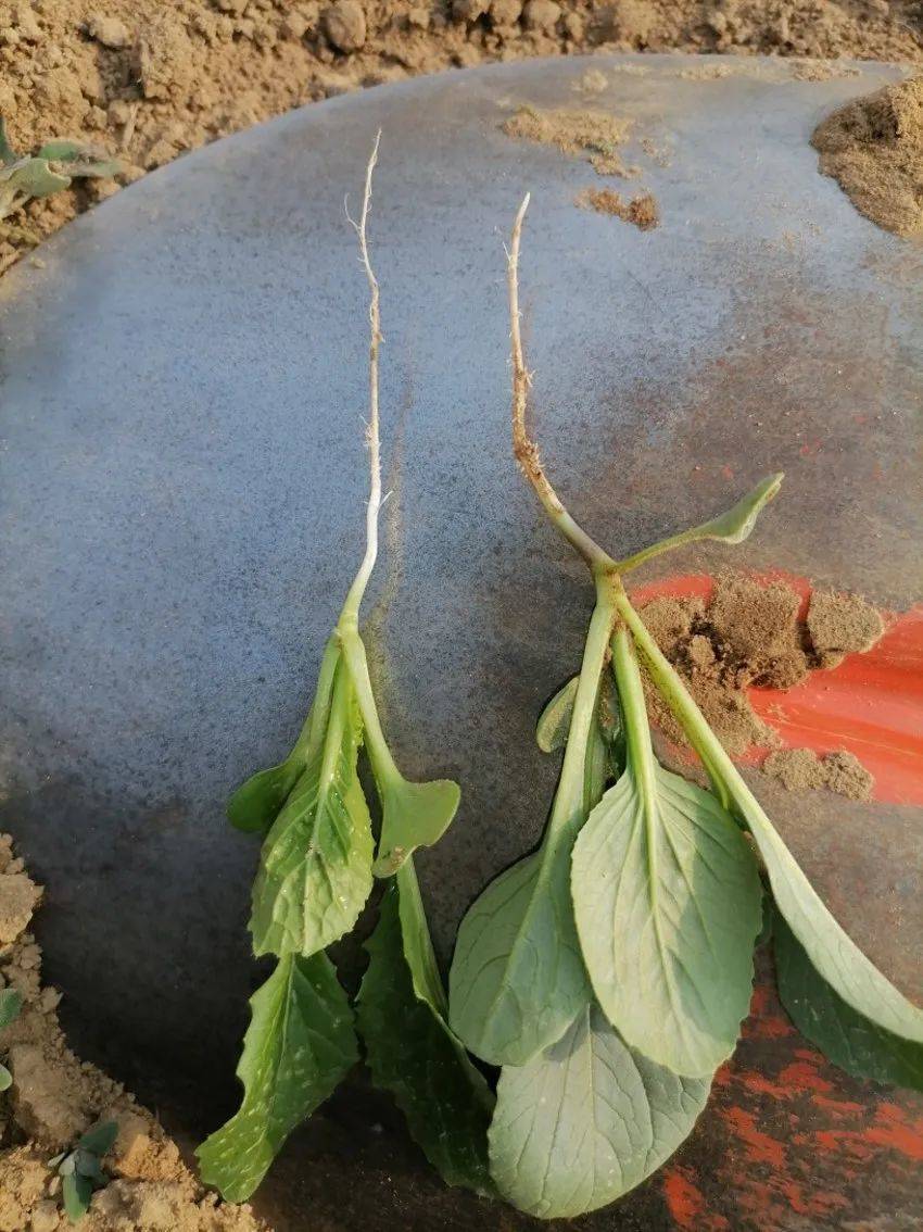 出苗二十多天的小白菜和油菜，放在铁锨上对比。这两株菜的根几乎和叶子一样长。<br>