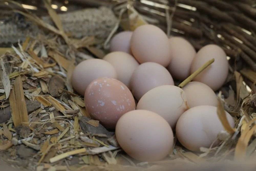 三和雨顺农场产的鸡蛋<br>