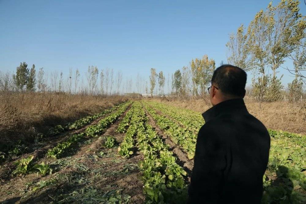 李技栋在菜地里。图：张小树©️食通社