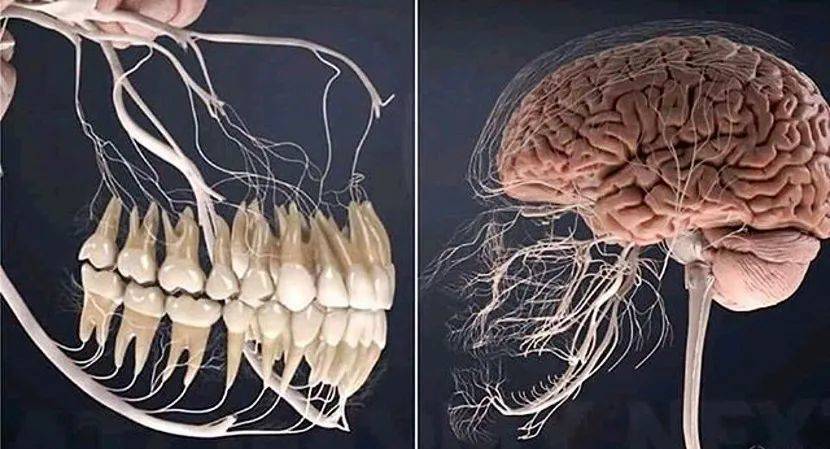 复杂的牙神经结构<br>