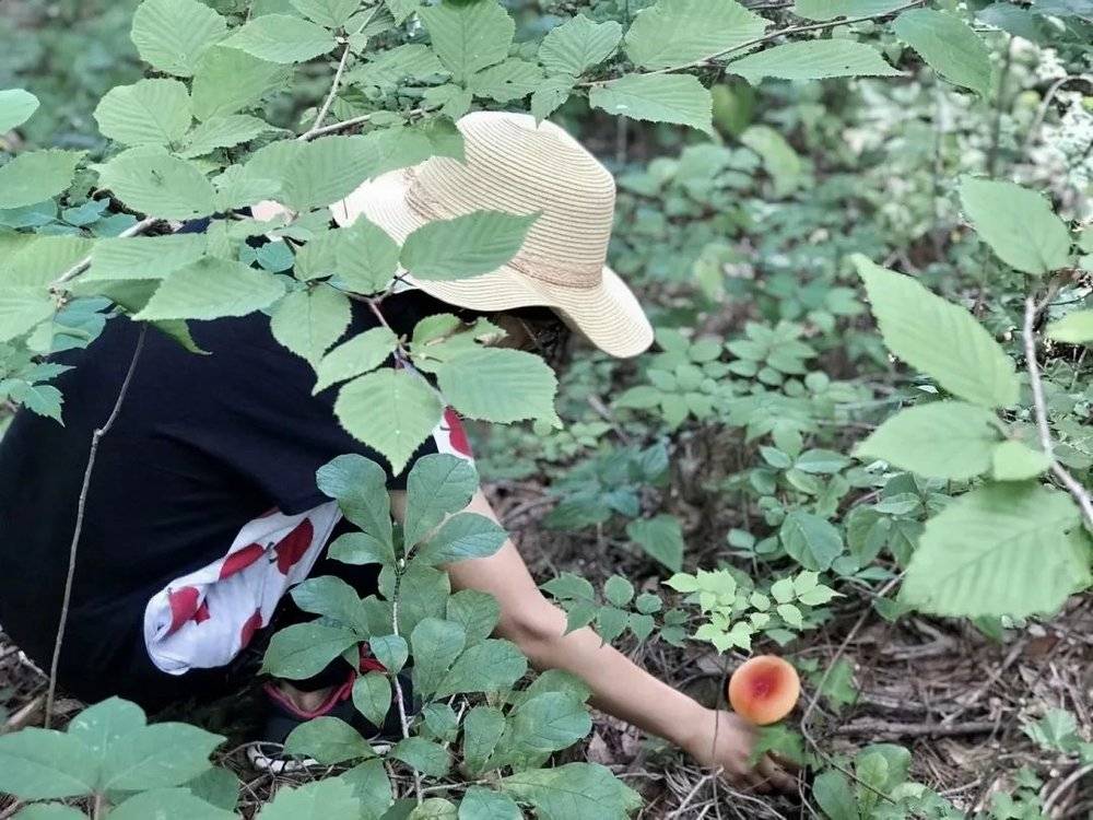 夏秋时节，她能辨别出山里颜色极艳味道极美的蘑菇。偶尔，也会撞见出没在林中的小鹿<br>