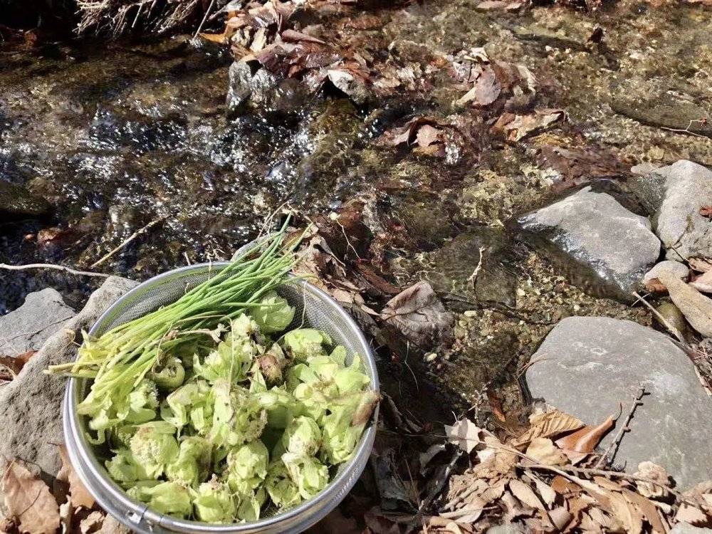 在门前的溪水边洗摘来的野菜<br>