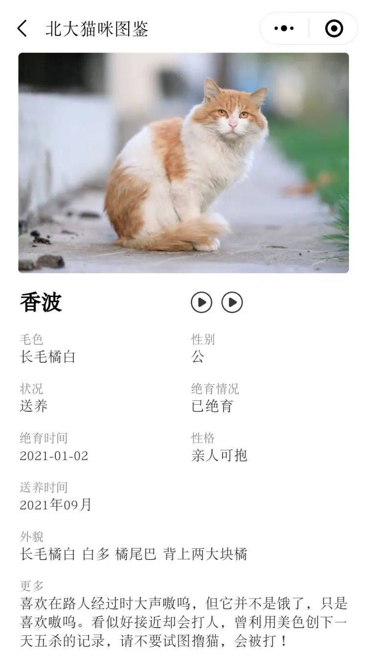 猫谱中认真记录着每一只流浪猫的名字、状态、性格。/“北大猫咪图鉴”截图<br>