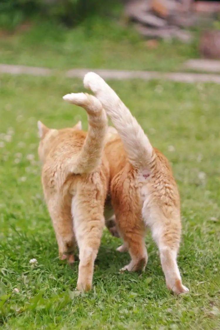 猫咪们直立起来的尾巴是它们的“快乐天线”，表示它们心情愉悦。/ Unsplash<br>