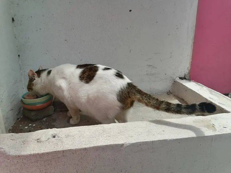 干饭喵，干饭魂，正在埋头干饭的大胖猫。/ 受访者供图<br>