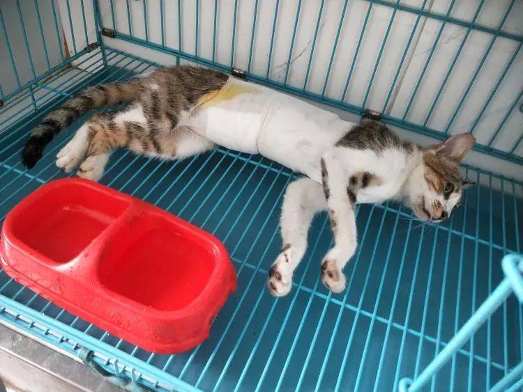 刚做完手术的猫猫，会留在宠物医院观察休养一段时间。为了更有效地控制流浪猫数量，TNR救助法建议优先抓捕母猫。/ 受访者供图<br>