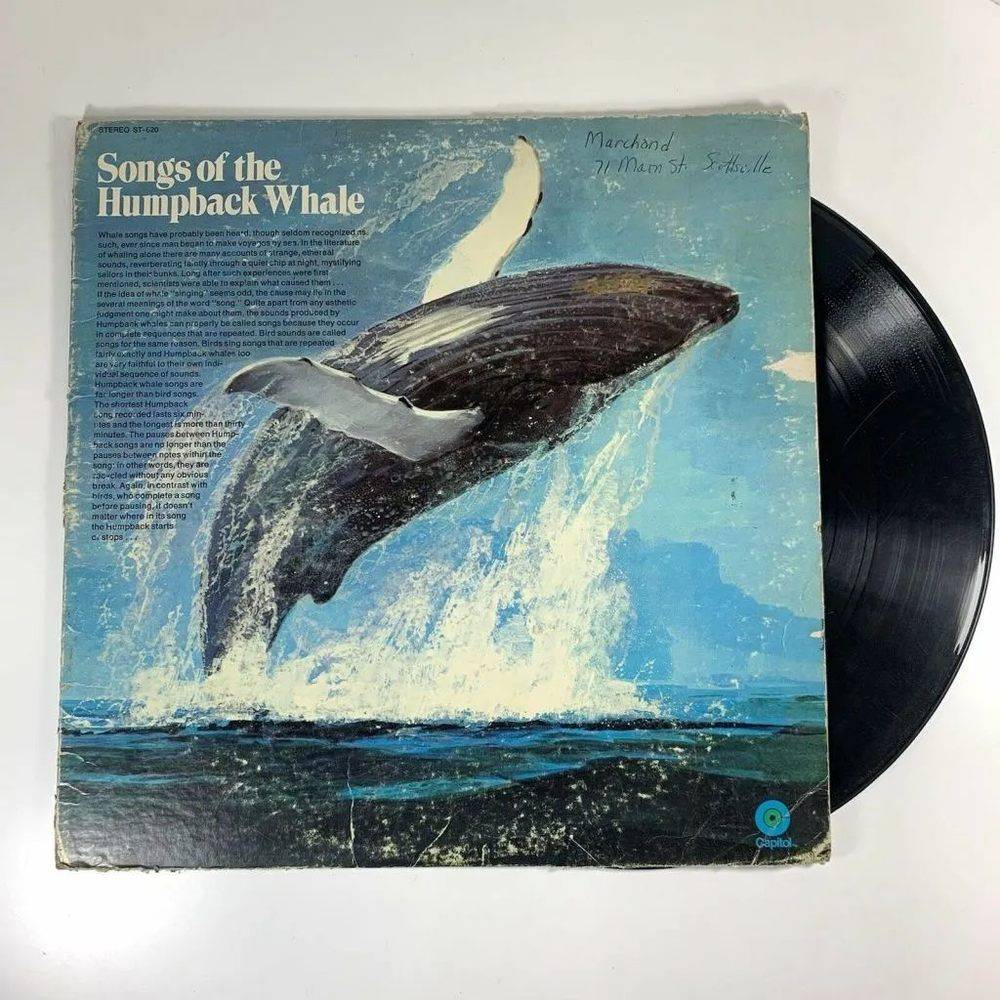 专辑《座头鲸之歌》。© Maui Now<br>