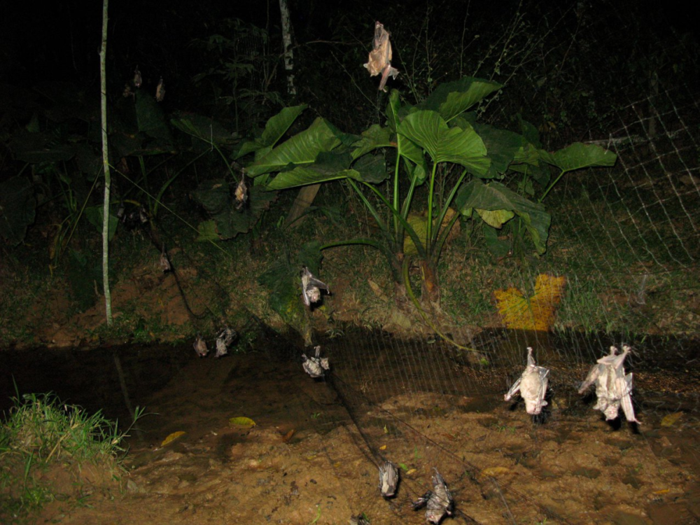 图｜人畜共患病病毒监测工作中捕获的蝙蝠（来源：PLOS Biology）