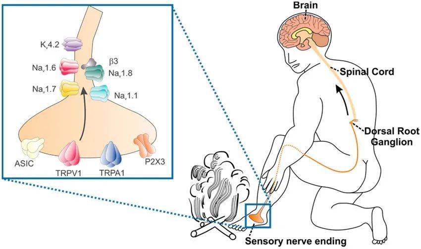 <span class=text-remarks label=备注>图一：人体的感觉传导 </span><span class=text-remarks>Pain-Causing Venom Peptides: Insights into Sensory Neuron Pharmacology</span>