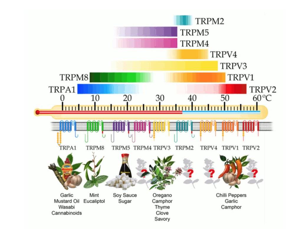 图二：TRP受体激活温度及对应物质来源 Structure–functional intimacies of transient receptor potential channels   DOI: https://doi.org/10.1017/S0033583509990072