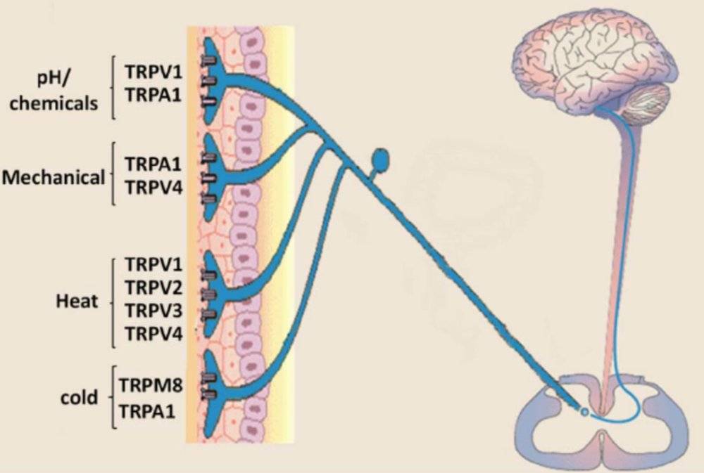 图三：TRP家族对特定的刺激响应 <span class=text-remarks label=备注>New Strategies to Develop Novel Pain Therapies: Addressing Thermoreceptors from Different Points of View </span>