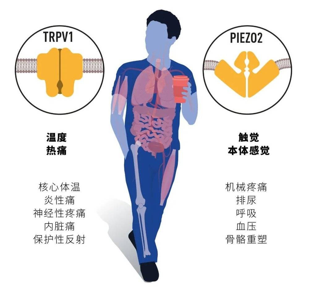 由今年的诺奖得主作出的开创性研究，解释了热、冷和触摸是如何在我们的神经系统中启动信号。他们所确定的离子通道对许多生理过程和疾病都有着至关重要的作用。  图片来源：nobelprize.org