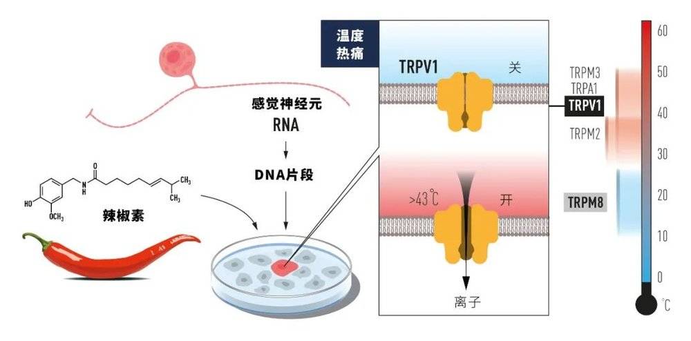 朱利叶斯利使用辣椒中的辣椒素来识别TRPV1，这是一种由痛苦的高温激活的离子通道。现在，已经有其他相关的离子通道被识别，科学家了解到不同的温度是如何在神经系统中诱发电信号的。  图片来源：nobelprize.org