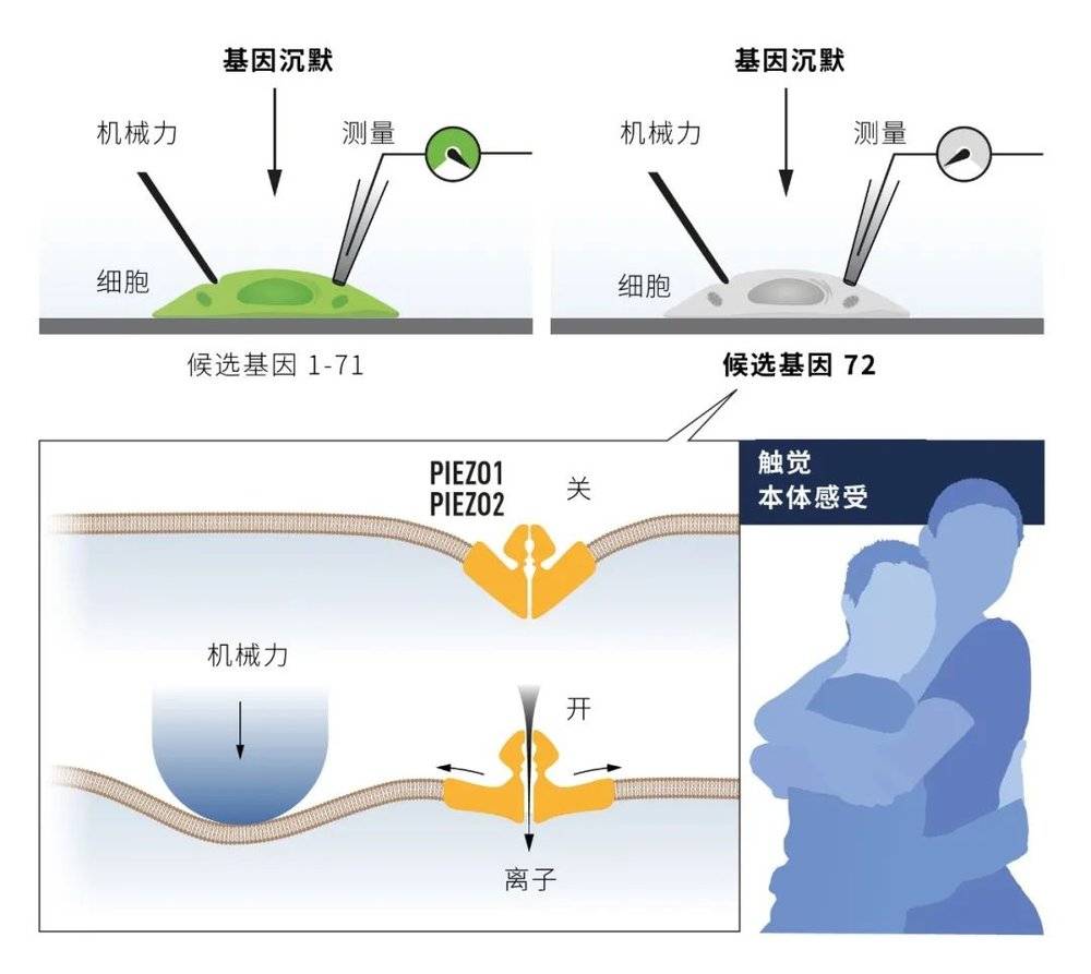 帕塔博蒂安使用培养的机械力敏感细胞来识别由机械力激活的离子通道。经过艰苦的工作后，他确定了PIEZO1。基于与PIEZO1，又发现了第二个离子通道PIEZO2。  图片来源：nobelprize.org<br>