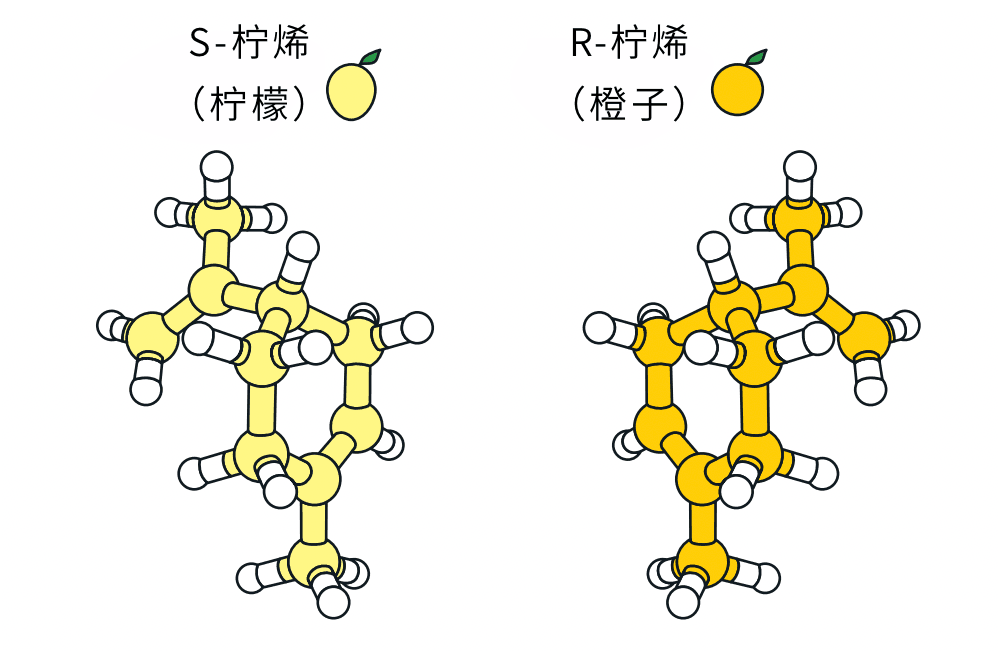  许多分子具有两种不同的变体，其中的一种是另一种的镜像，它们往往对身体有完全不同的影响。例如，一种版本的柠烯分子具有柠檬气味，而它的镜像版本闻起来则像橙子。| 图片来源：nobelprize.org<br label=图片备注 class=text-img-note>