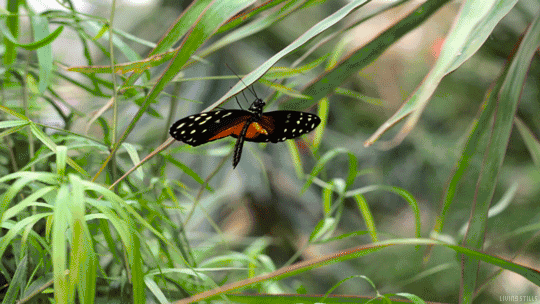 一只扇动翅膀的蝴蝶，可能会引起巨大的连锁反应 | giphy.com
