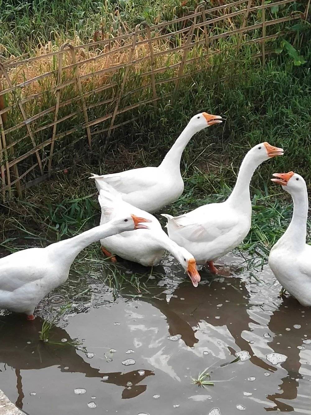 图 | 桑柳重庆老家田地里的鹅