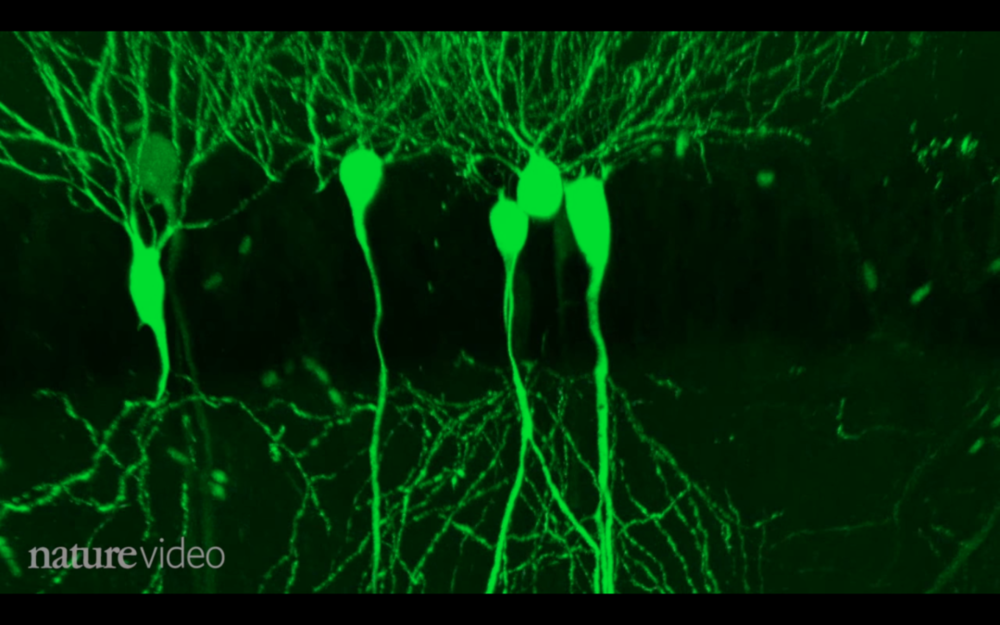 神经递质通过神经元间的突触结构传递信息 ©️nature video