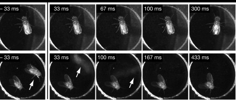 无头果蝇（下）依然表现出逃跑行为  ©️ Cell Press