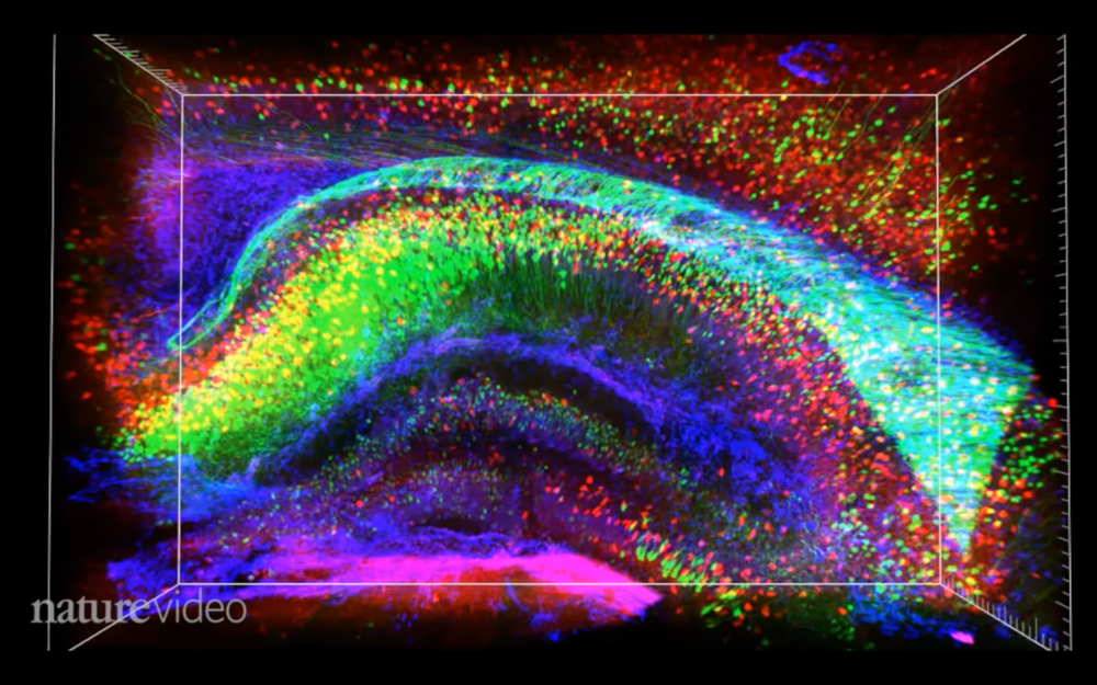 海马体中一丛丛的神经元  ©️ nature video