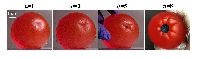  用凝胶进行的实验表明，苹果的大部分和茎秆区域的生长速率不同，导致了尖端的产生。| 图片来源：Harvard SEAS