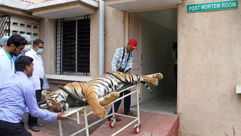 杀死13个人的老虎T-1于2018年11月被射杀, 然后送往格瑞瓦达动物拯救中心验尸 / 网络<br>