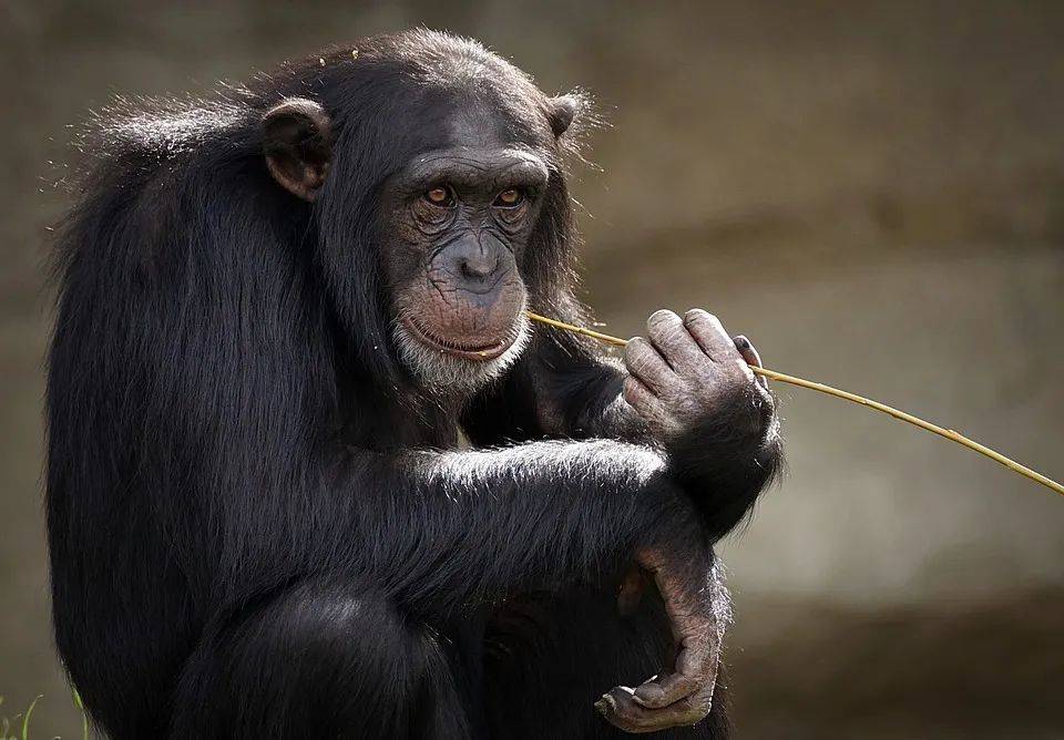  黑猩猩是现存的与人类有着最近亲缘关系的物种。｜图片来源：suju-foto / Pixabay<br>
