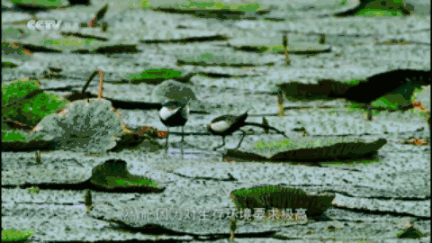 △“水中凤凰”水雉，对生态环境要求极高<br>